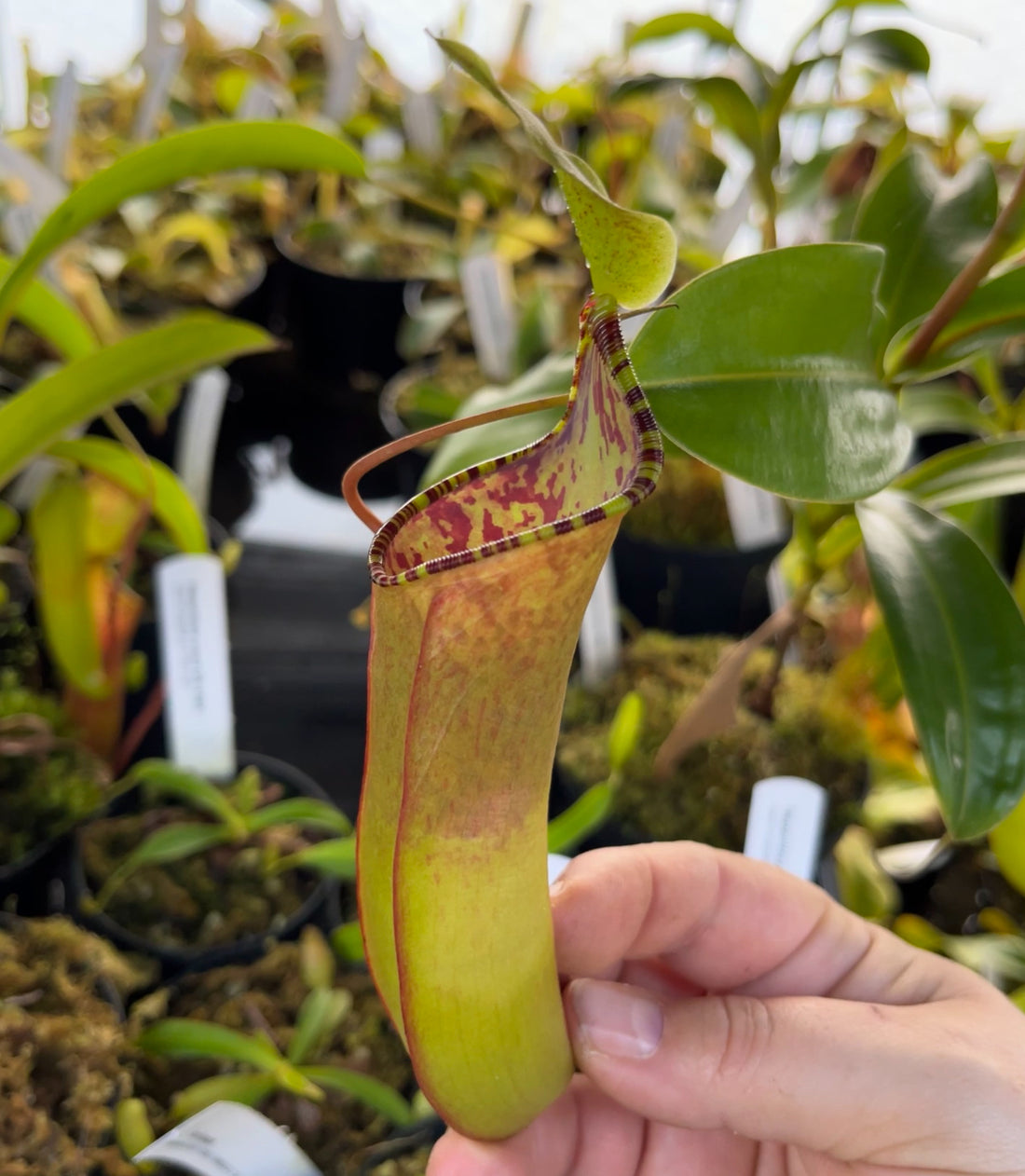 Nepenthes lowii x tentaculata BE-3970