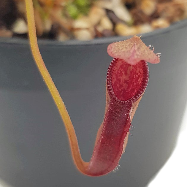 Nepenthes (singalana x hamata) x hamata BE-4576