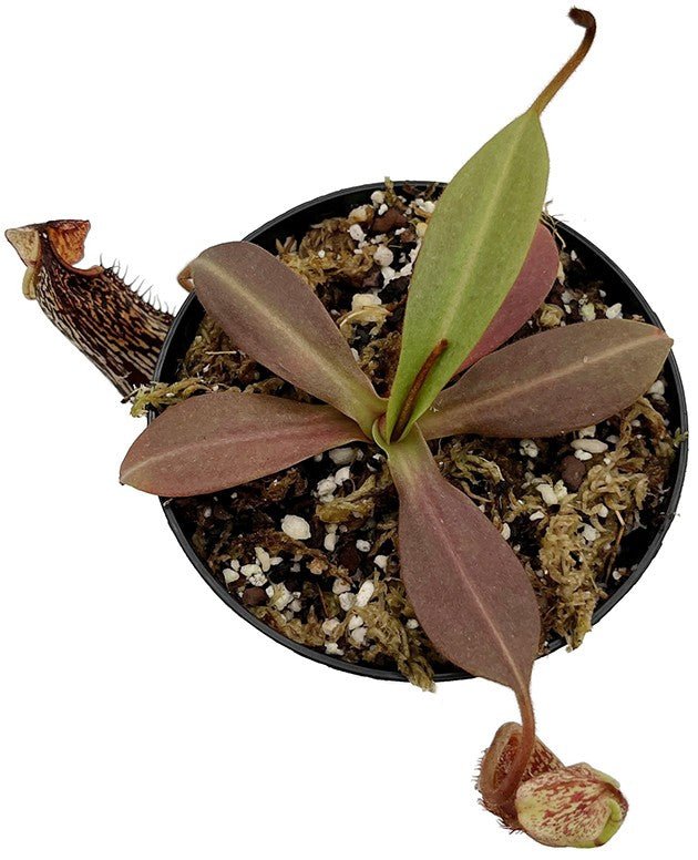 Nepenthes spectabilis x platychila BE-3760