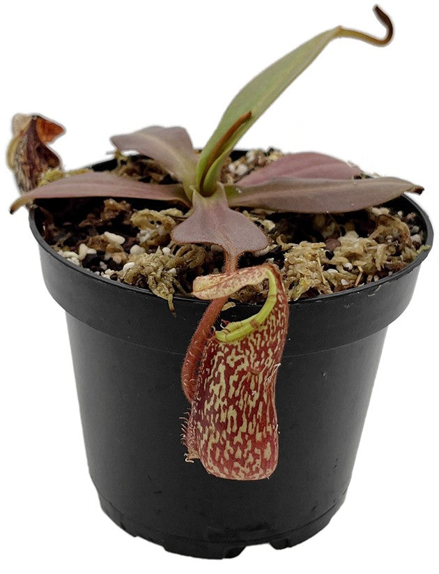 Nepenthes spectabilis x platychila BE-3760