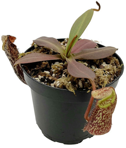 Nepenthes spectabilis x platychila BE-3760