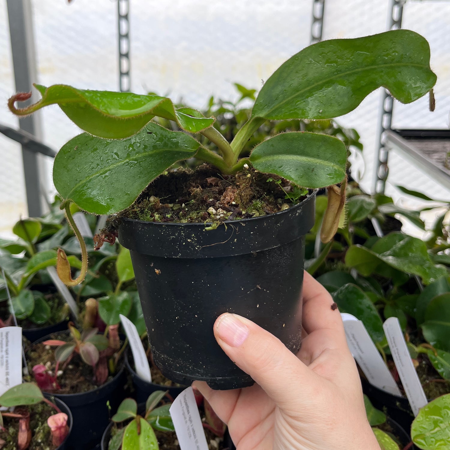 Nepenthes (veitchii x lowii) x (burbidgeae x edwardsiana) BE-3980