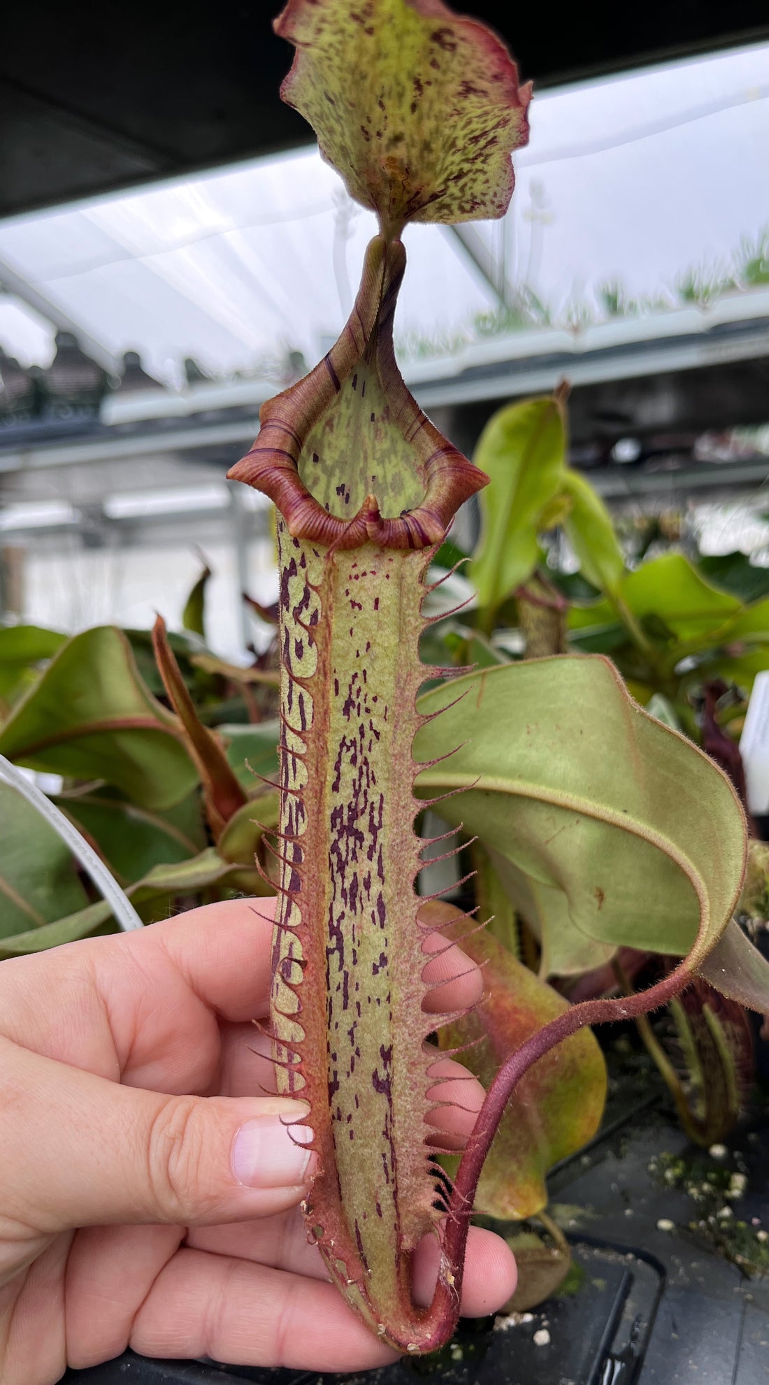 Nepenthes (veitchii x platychila) x platychila BE 4072