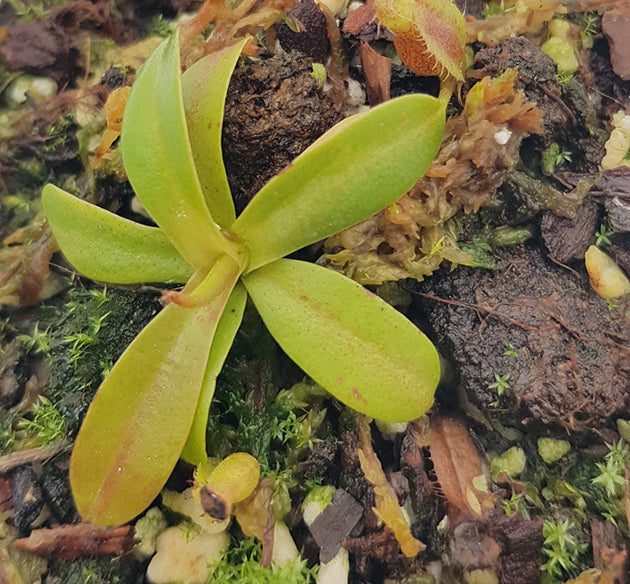 Nepenthes villosa x hamata BE-4099