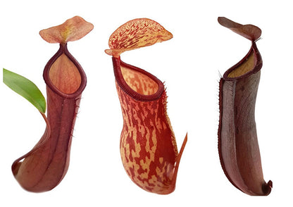 Nepenthes Set "Feed Me!" - für Beginner