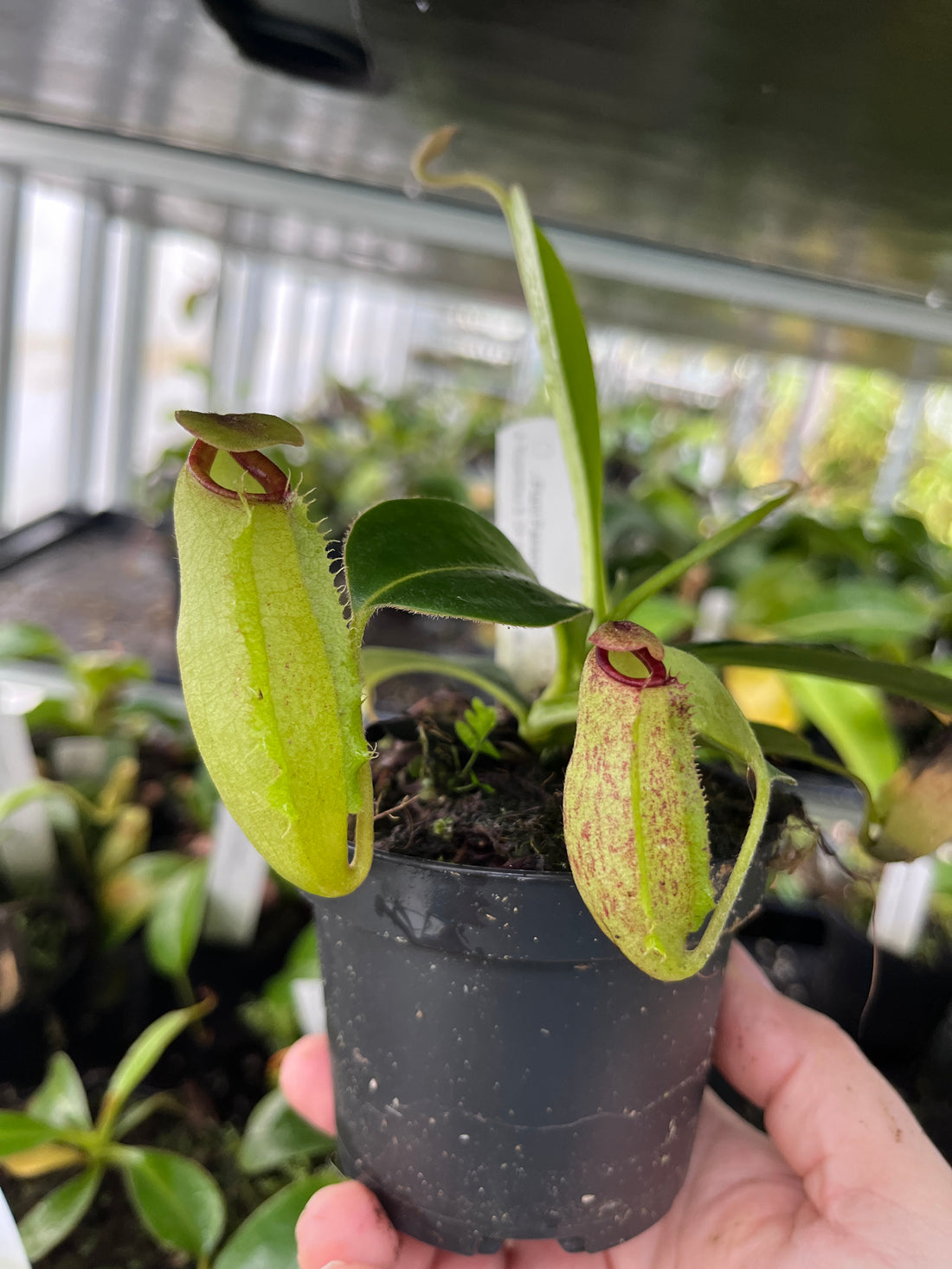 Nepenthes aristolochioides x veitchii BE-4565