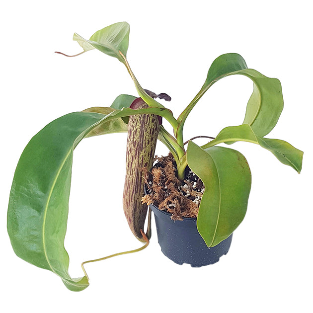 Nepenthes boschiana x klossii BE-4530