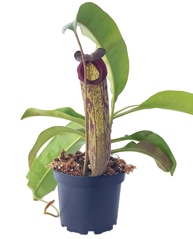 Nepenthes boschiana x klossii BE-4530