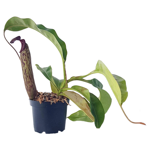 Nepenthes boschiana x klossii BE-4530