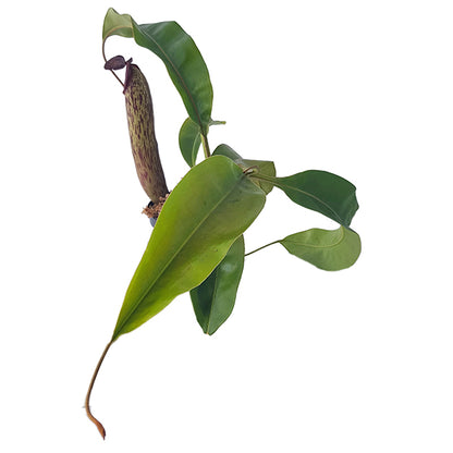 Nepenthes boschiana x klossii BE-4530