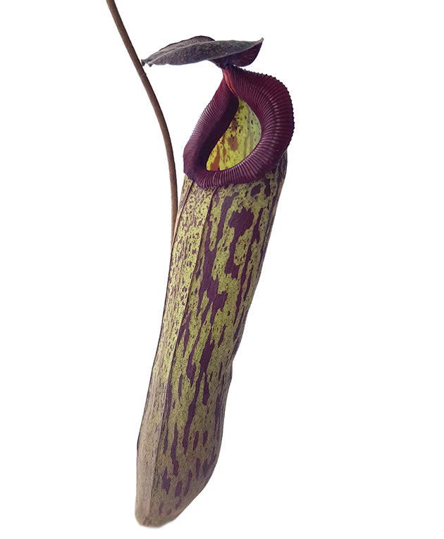 Nepenthes boschiana x klossii BE-4530