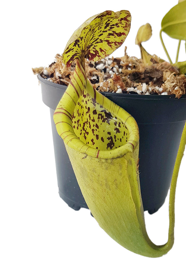 Nepenthes burbidgeae X campanulata BE-3564 - XL Showpiece