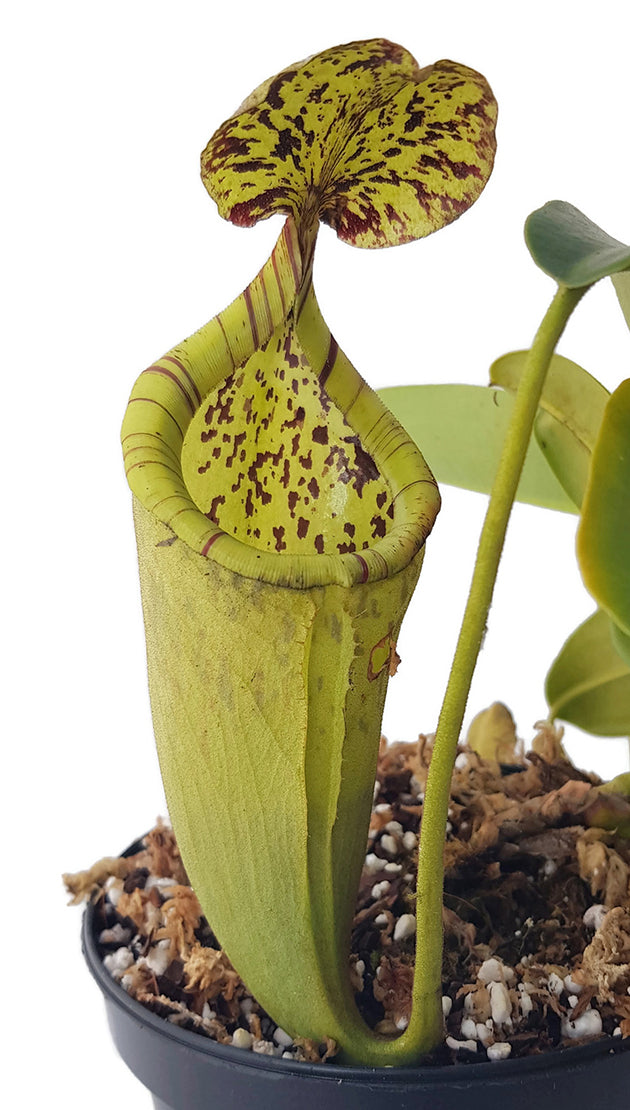 Nepenthes burbidgeae X campanulata BE-3564 - XL Showpiece