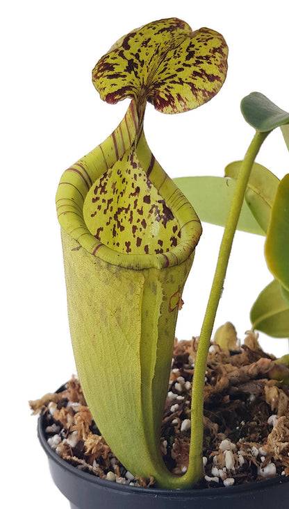 Nepenthes burbidgeae X campanulata BE-3564 - XL Showpiece