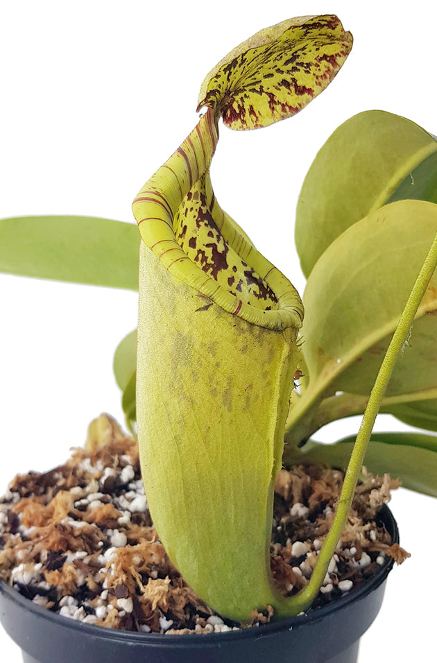 Nepenthes burbidgeae X campanulata BE-3564 - XL Showpiece