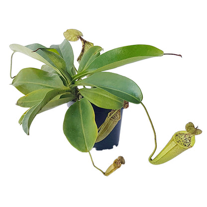 Nepenthes burbidgeae X campanulata BE-3564 - XL Showpiece