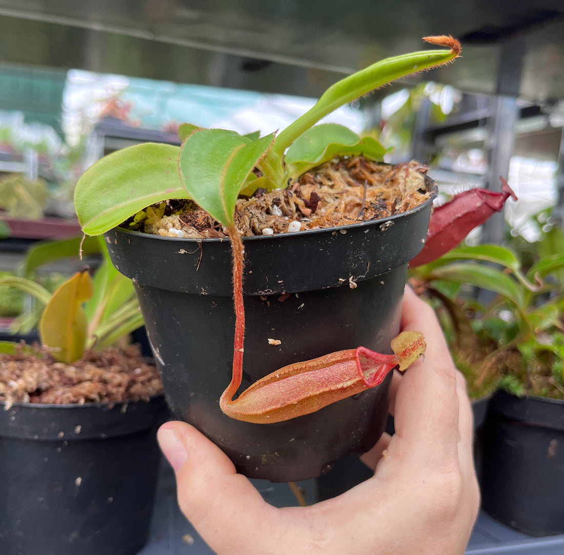 Nepenthes densiflora x (chaniana x veitchii) BE-3961