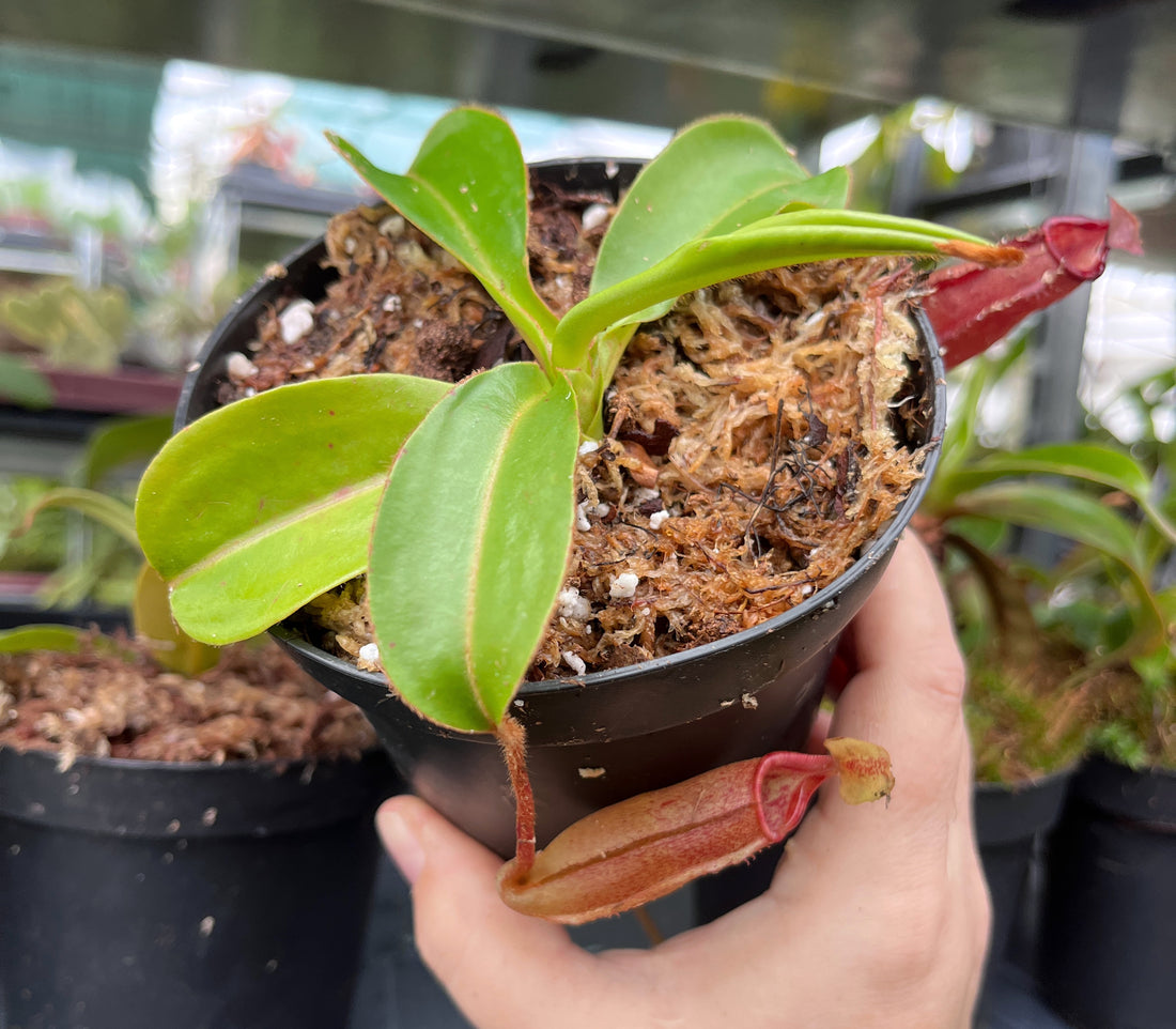 Nepenthes densiflora x (chaniana x veitchii) BE-3961