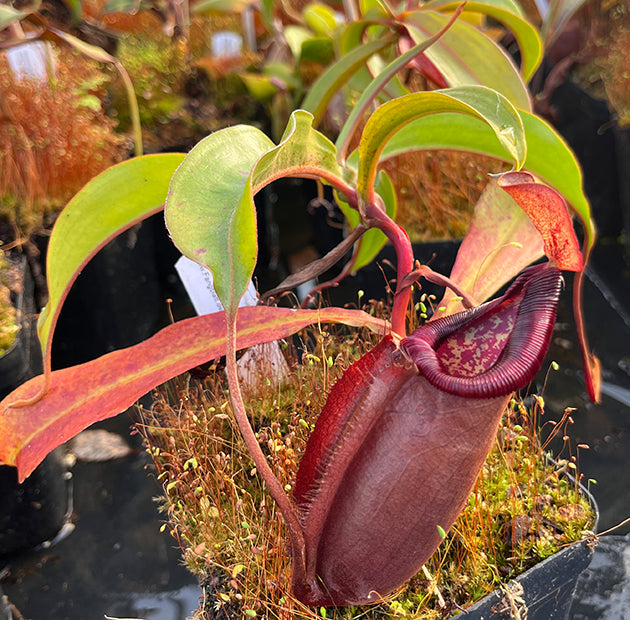 Nepenthes densiflora × mirabilis var. globosa BE-3656