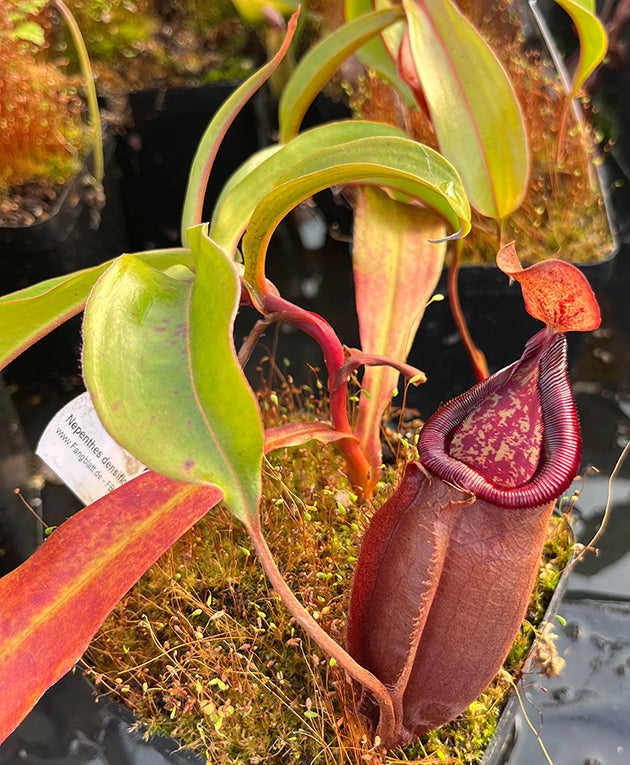 Nepenthes densiflora × mirabilis var. globosa BE-3656