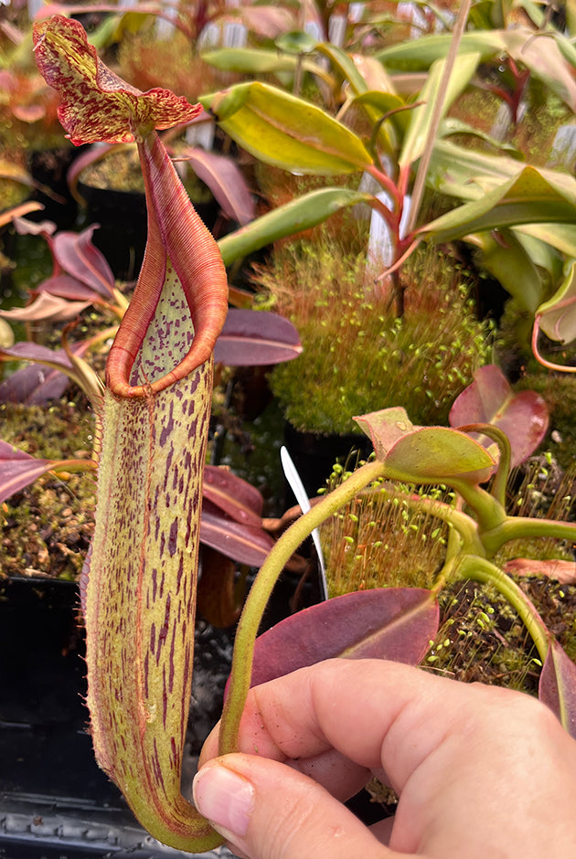 Nepenthes eymae BE-3736