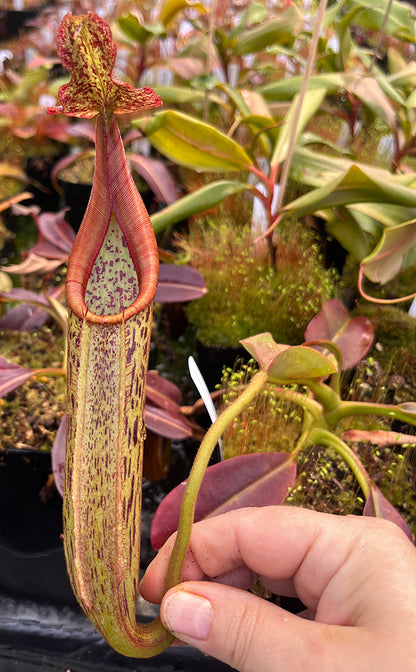 Nepenthes eymae BE-3736