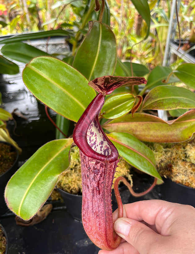 Nepenthes glandulifera x (burbidgeae x edwardsiana) BE-3990
