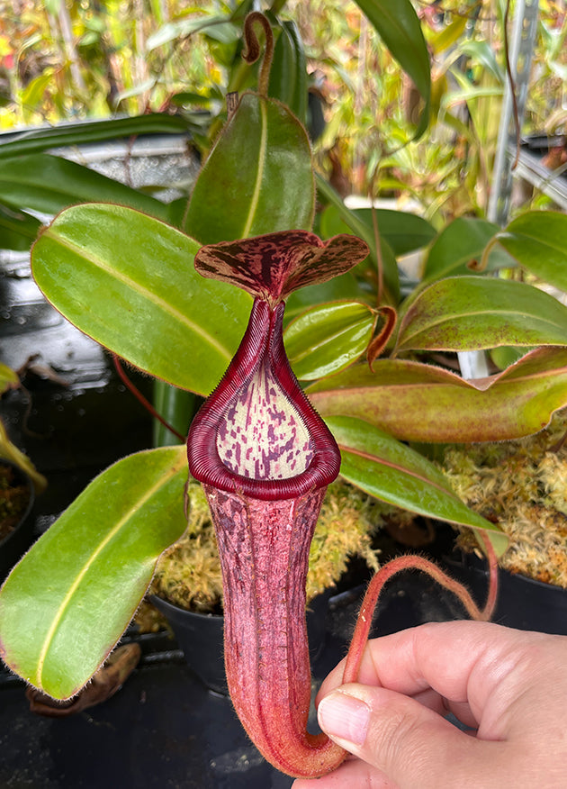 Nepenthes glandulifera x (burbidgeae x edwardsiana) BE-3990