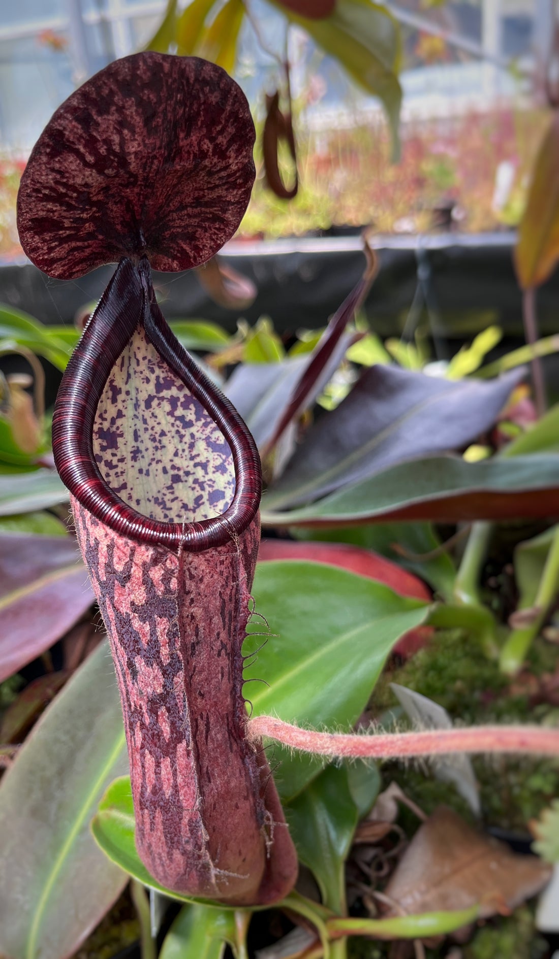 Nepenthes glandulifera x peltata BE-4560