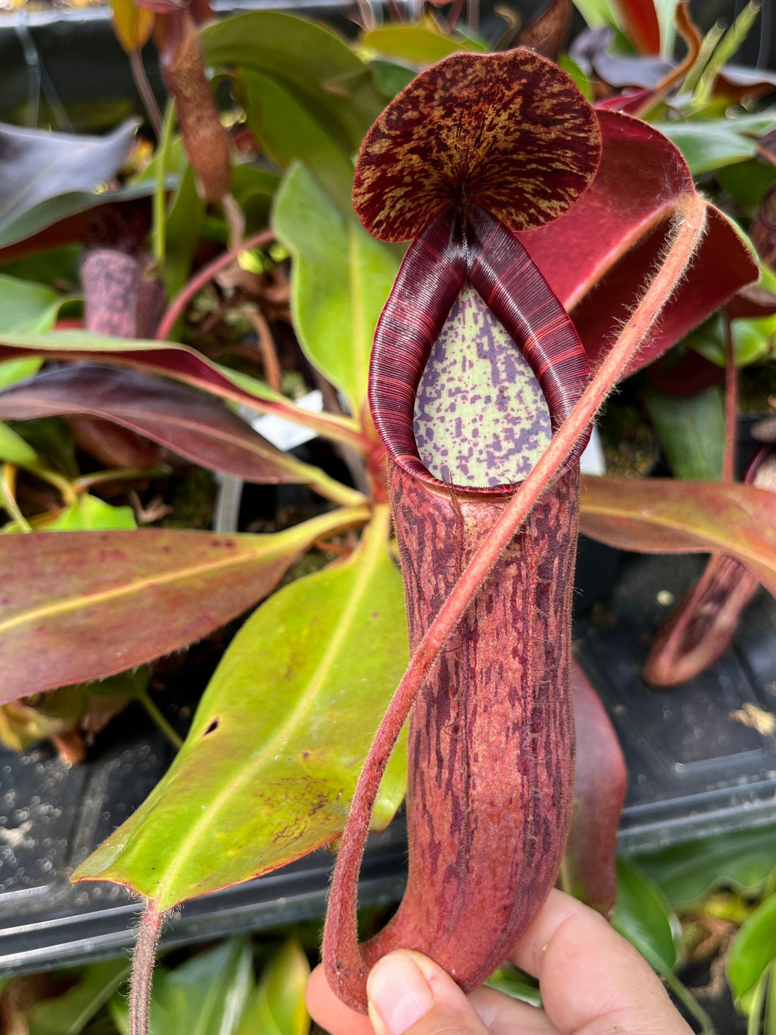 Nepenthes glandulifera x peltata BE-4560