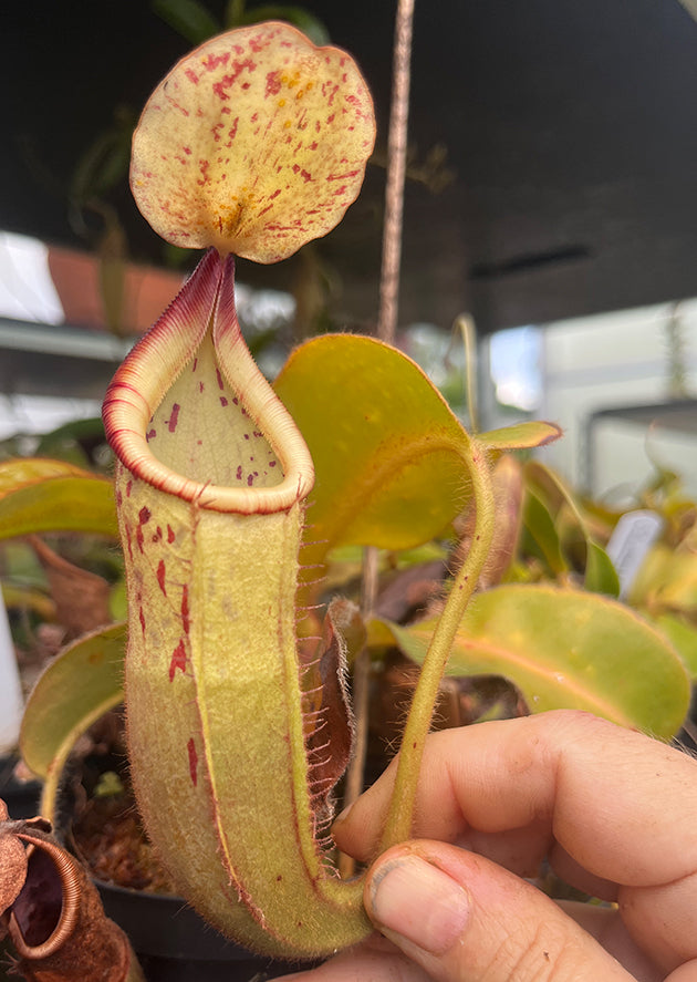 Nepenthes glandulifera x veitchii BE-3689