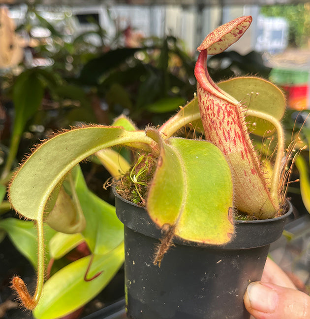 Nepenthes glandulifera x veitchii BE-3689