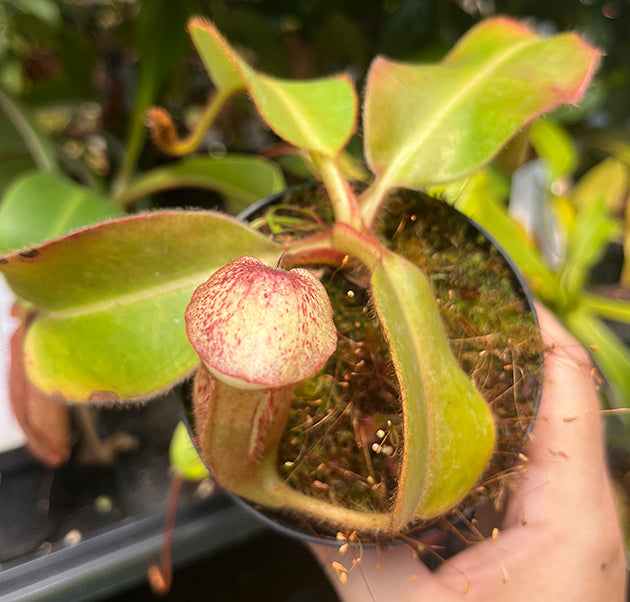 Nepenthes glandulifera x veitchii BE-3689
