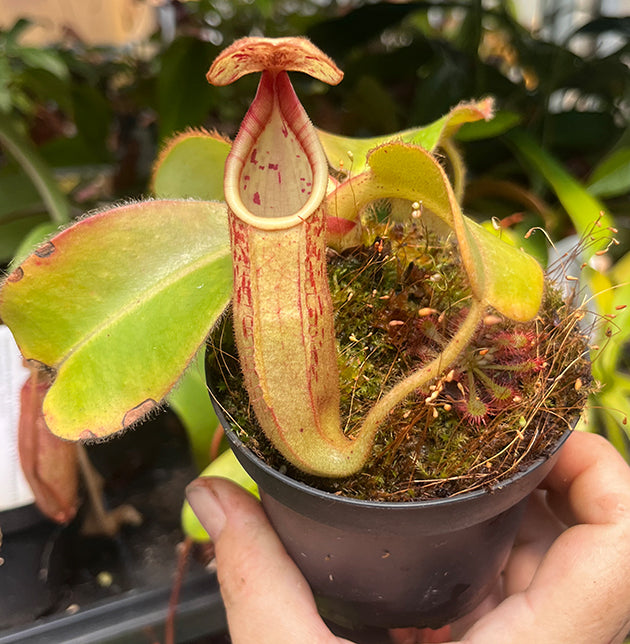 Nepenthes glandulifera x veitchii BE-3689
