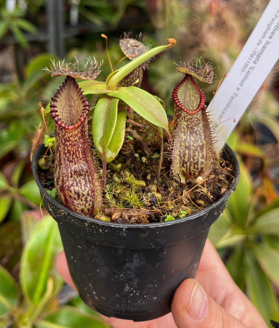 Nepenthes hamata Lumut x Tambusisi BE-4044