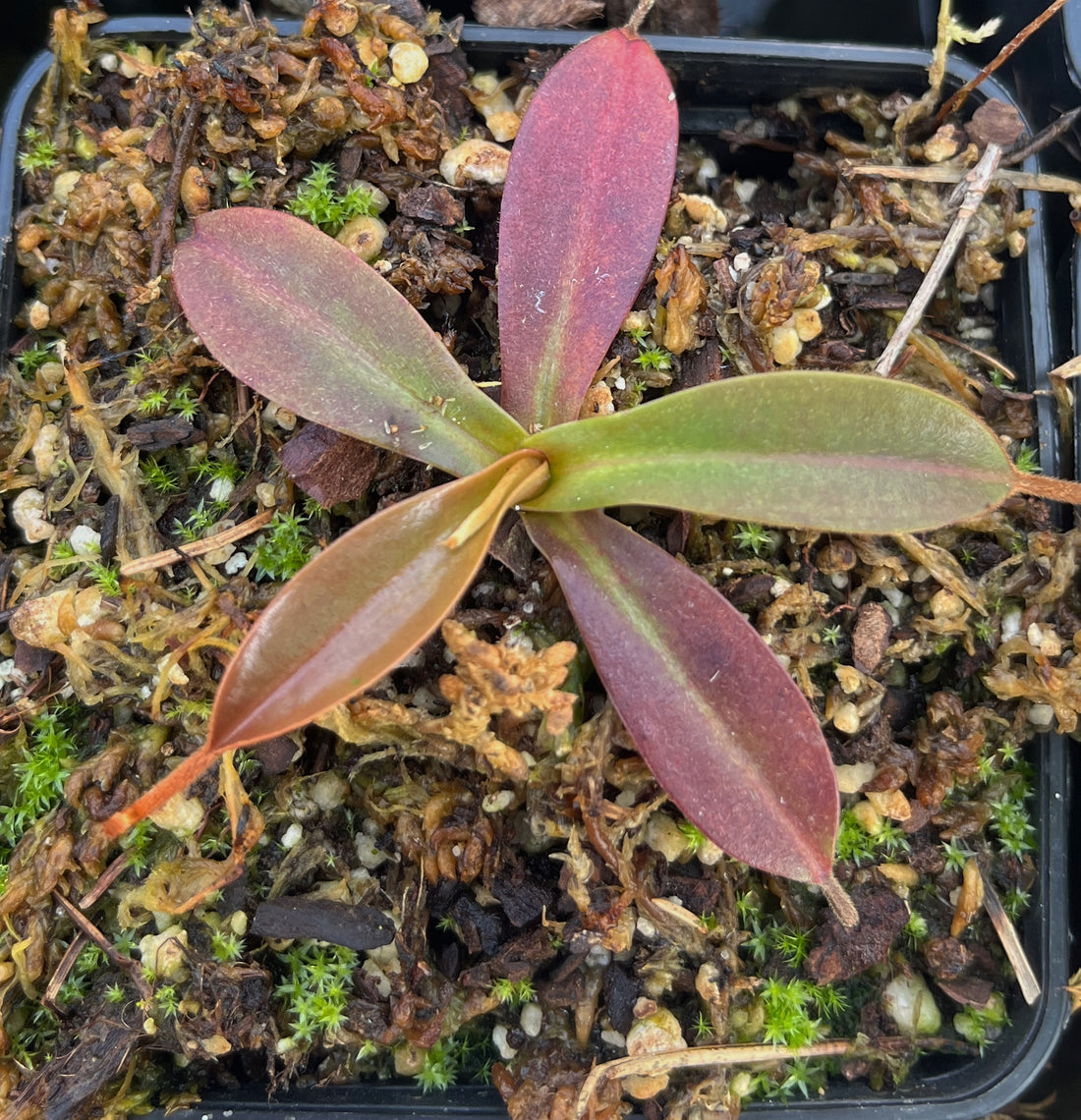 Nepenthes hamata x burbidgeae BE-4567