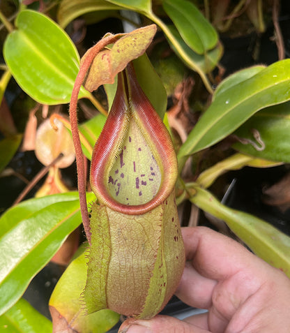 Nepenthes (hamata x glabrata) x veitchii BE-4010