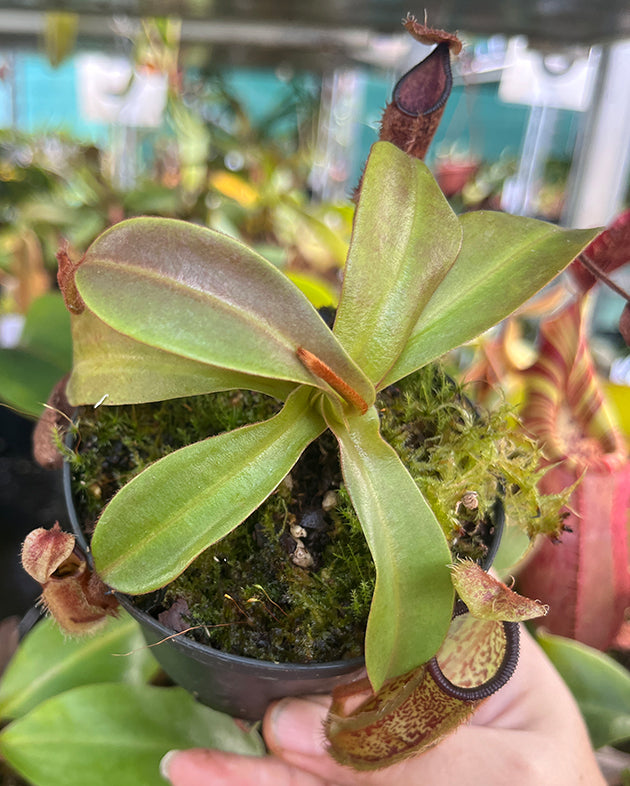 Nepenthes hamata x platychila BE-4043