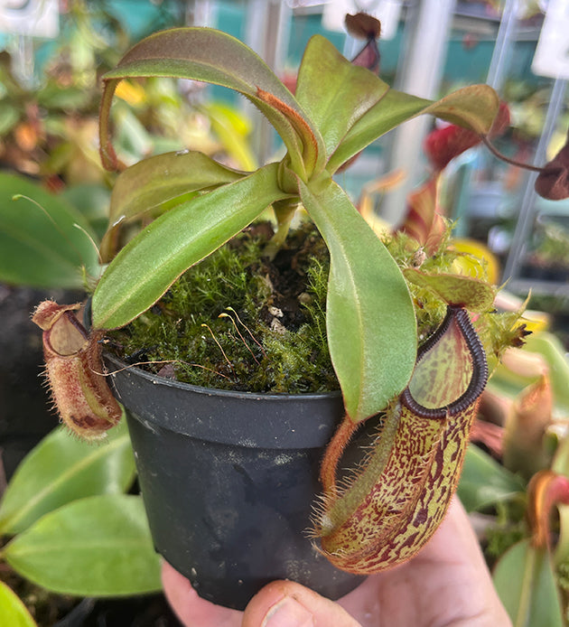 Nepenthes hamata x platychila BE-4043