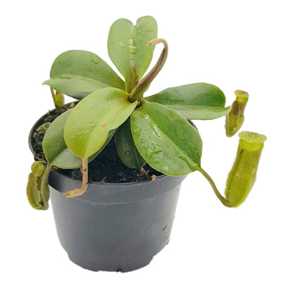 Nepenthes hamata x truncata BE-4564