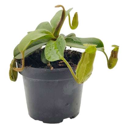 Nepenthes hamata x truncata BE-4564