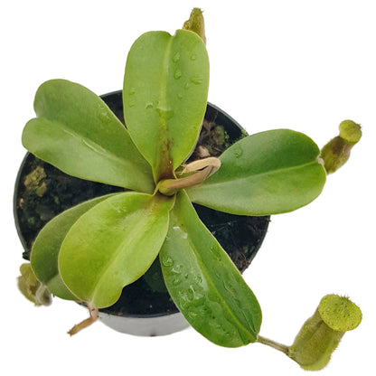 Nepenthes hamata x truncata BE-4564