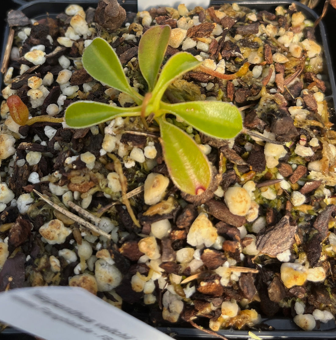 Nepenthes lowii BE-4629