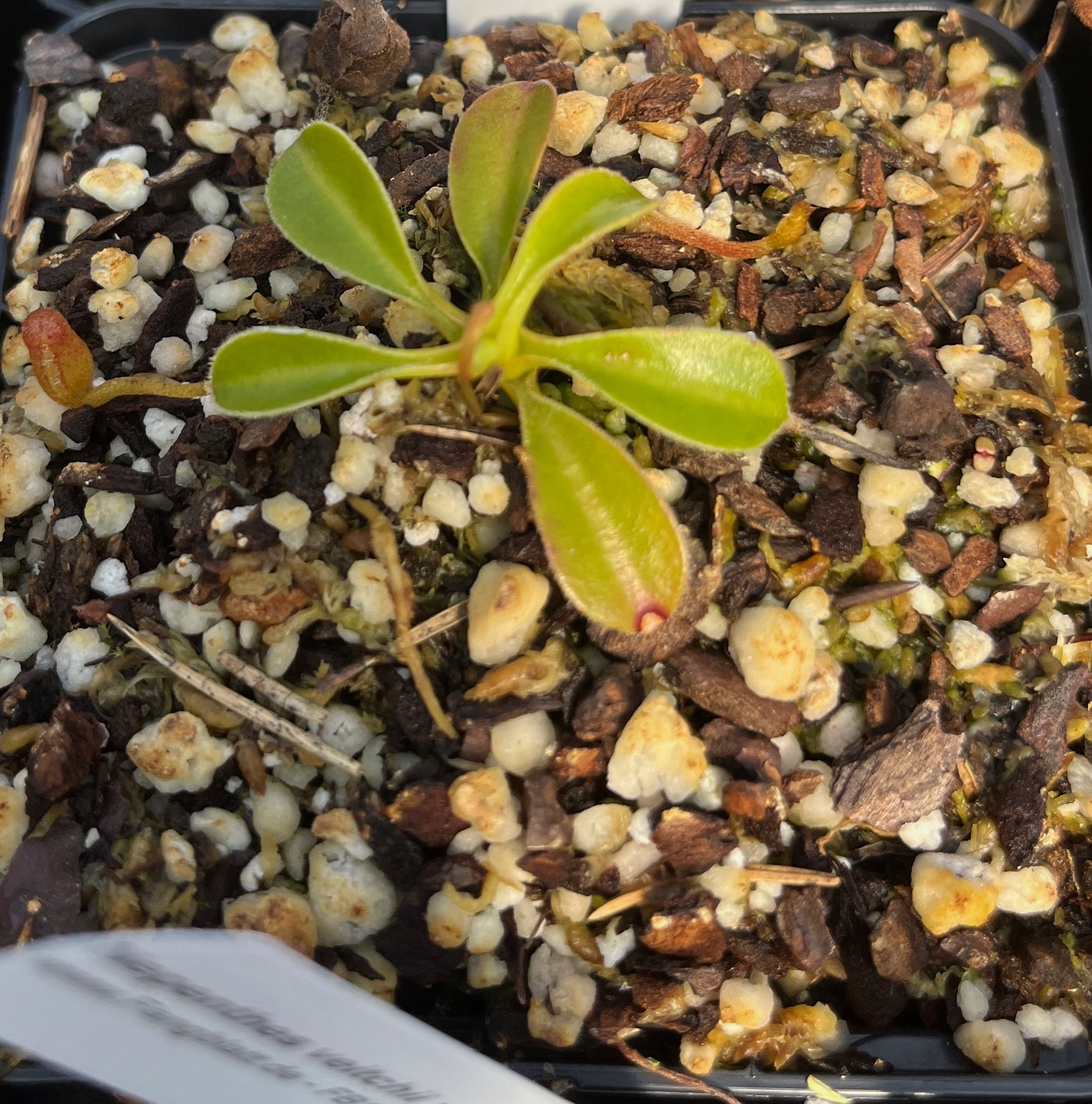 Nepenthes lowii BE-4629