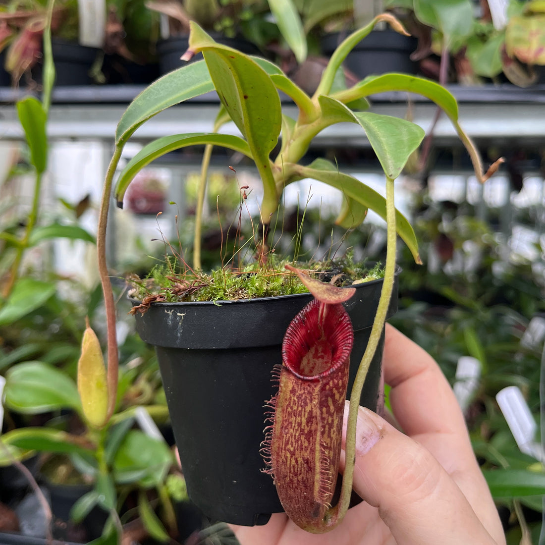 Nepenthes (lowii x macrophylla) x aristolochioides BE-4511