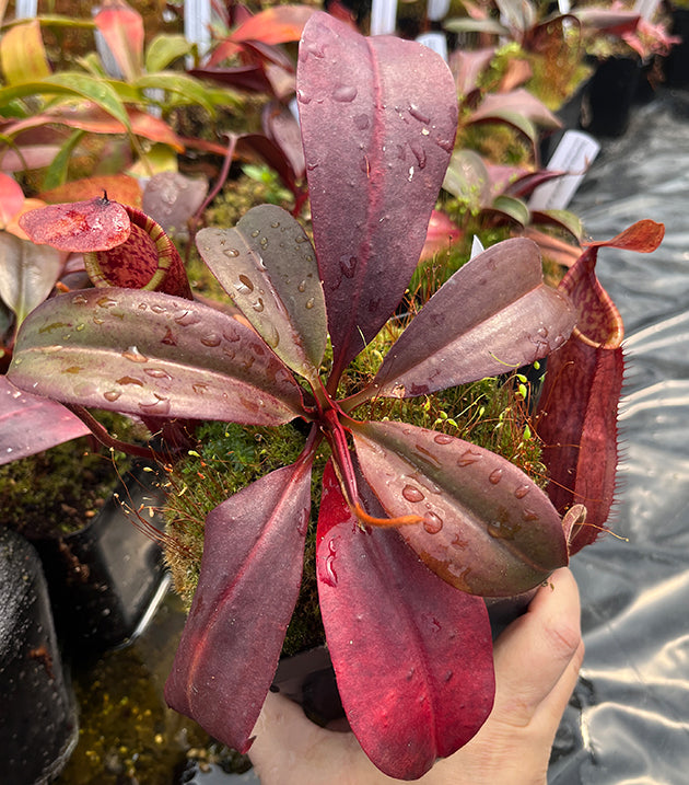 Nepenthes mira x peltata BE-4534