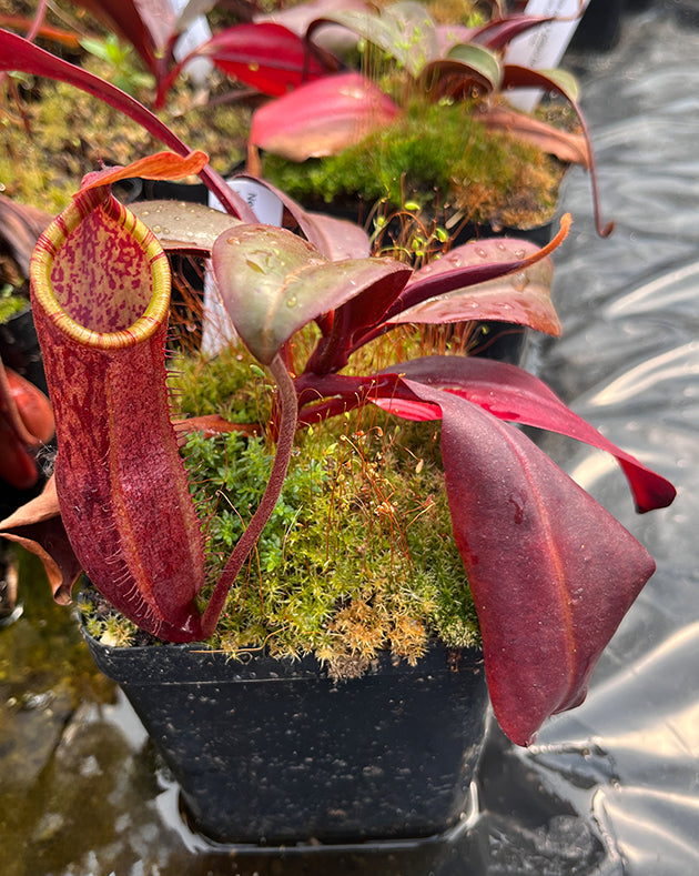 Nepenthes mira x peltata BE-4534