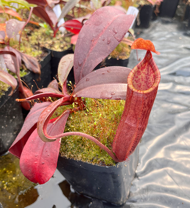 Nepenthes mira x peltata BE-4534