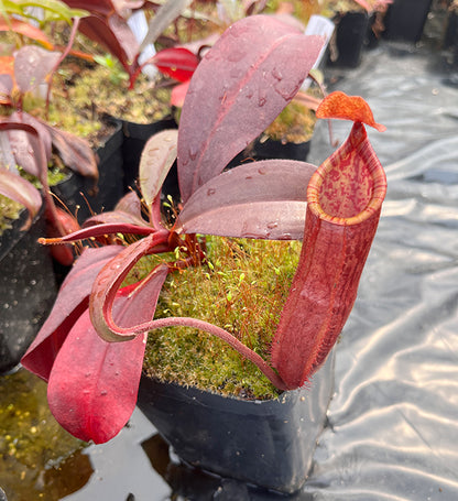 Nepenthes mira x peltata BE-4534