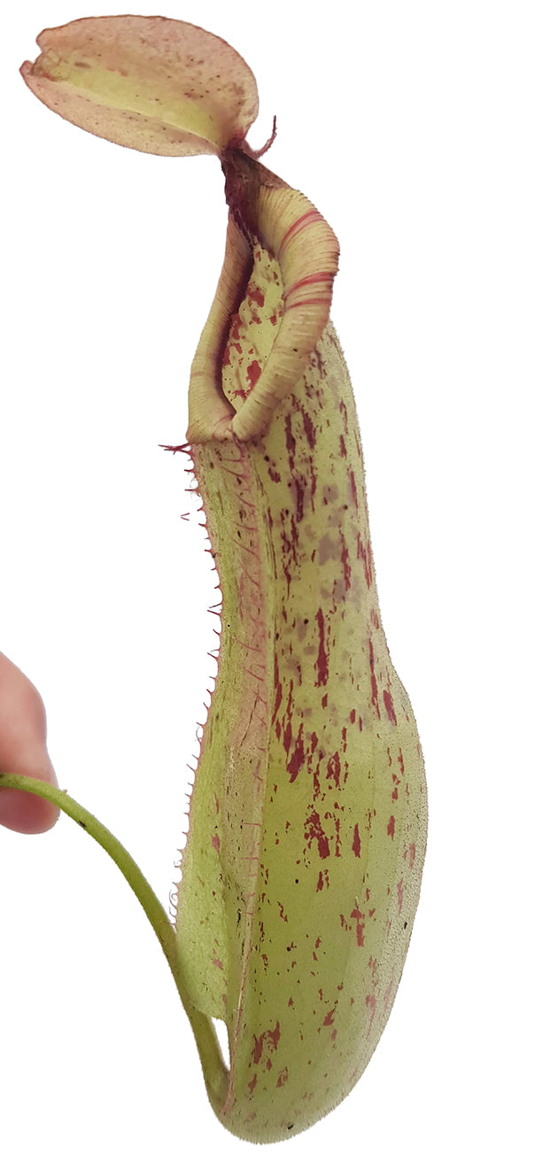 Nepenthes dyeriana &quot;Mojito&quot;